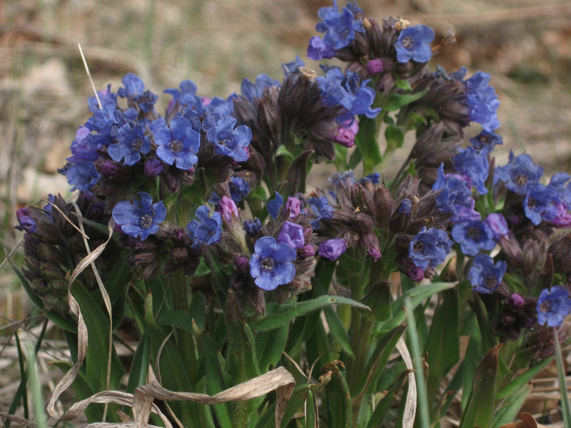 Image of Pulmonaria angustifolia specimen.