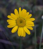 Anthemis tinctoria