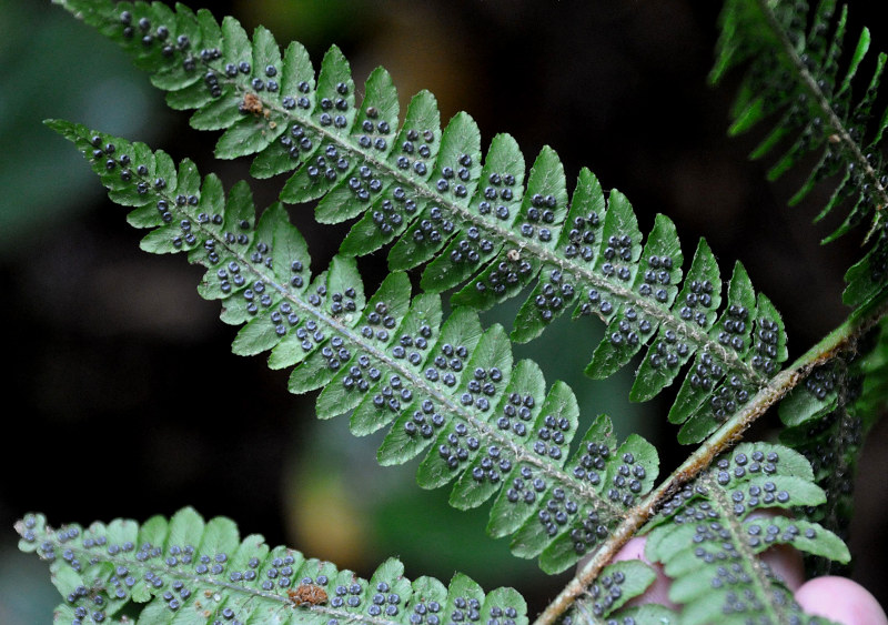 Изображение особи Dryopteris crassirhizoma.