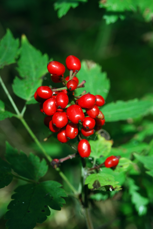 Изображение особи Actaea erythrocarpa.