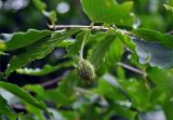 Fagus orientalis