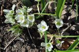 род Ornithogalum