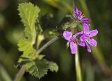 Erodium malacoides. Верхушка побега с соцветием. Греция, Пелопоннес, окр. г. Пиргос, муниципальный парк. 21.03.2015.