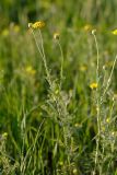 Anthemis tinctoria