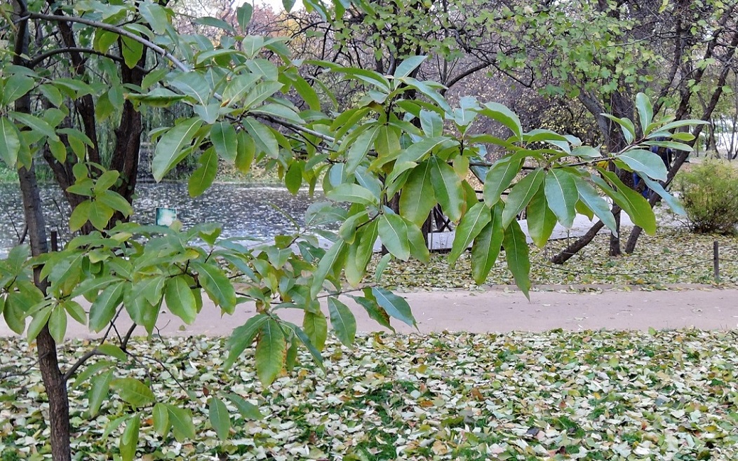 Изображение особи Quercus imbricaria.