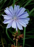 Cichorium intybus