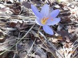 Crocus speciosus