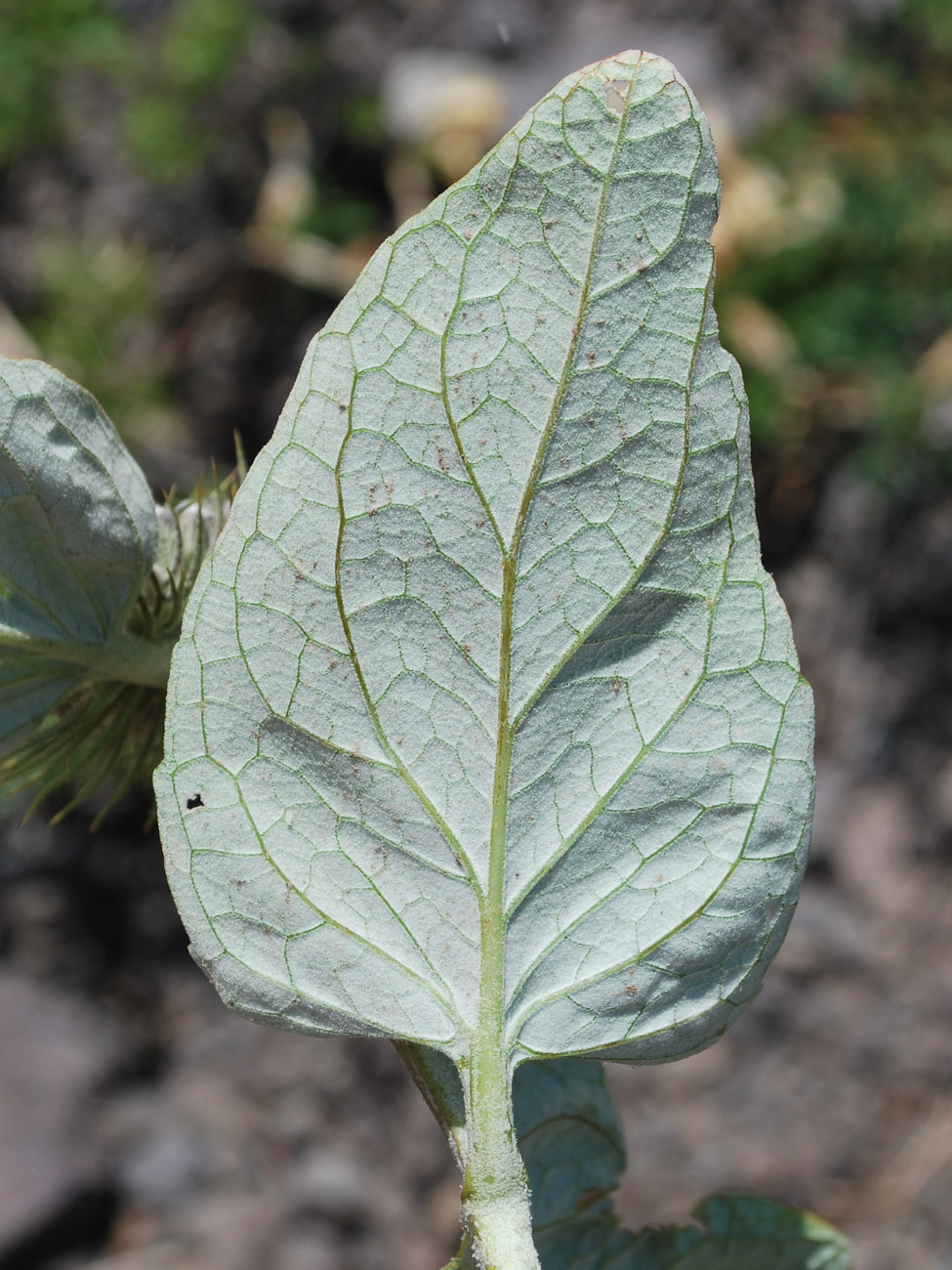 Изображение особи Phlomis sewerzowii.