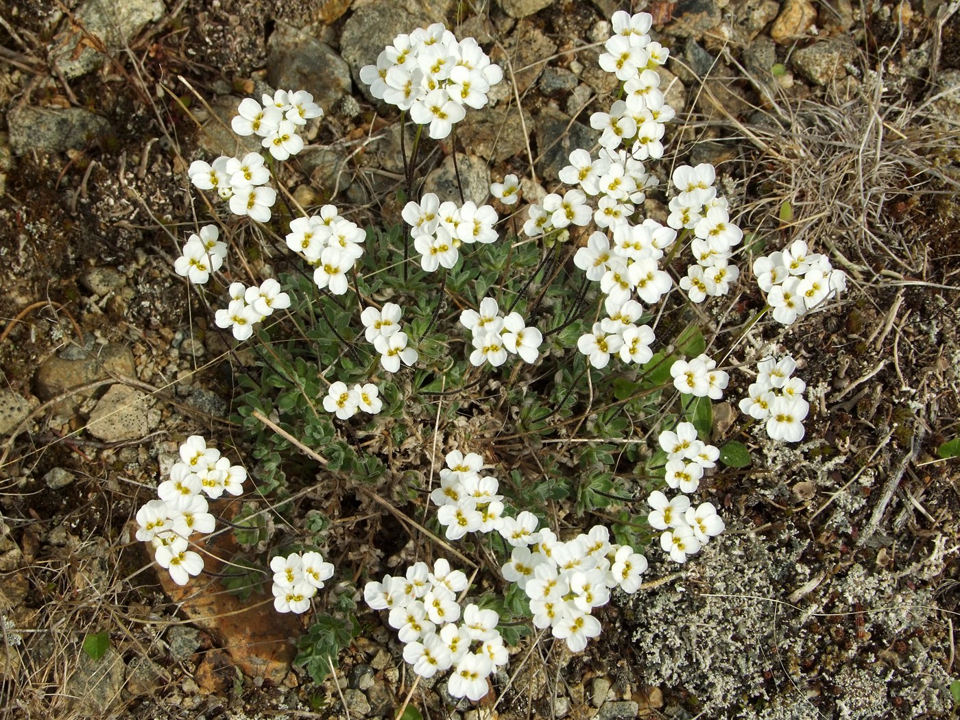 Изображение особи Draba ussuriensis.