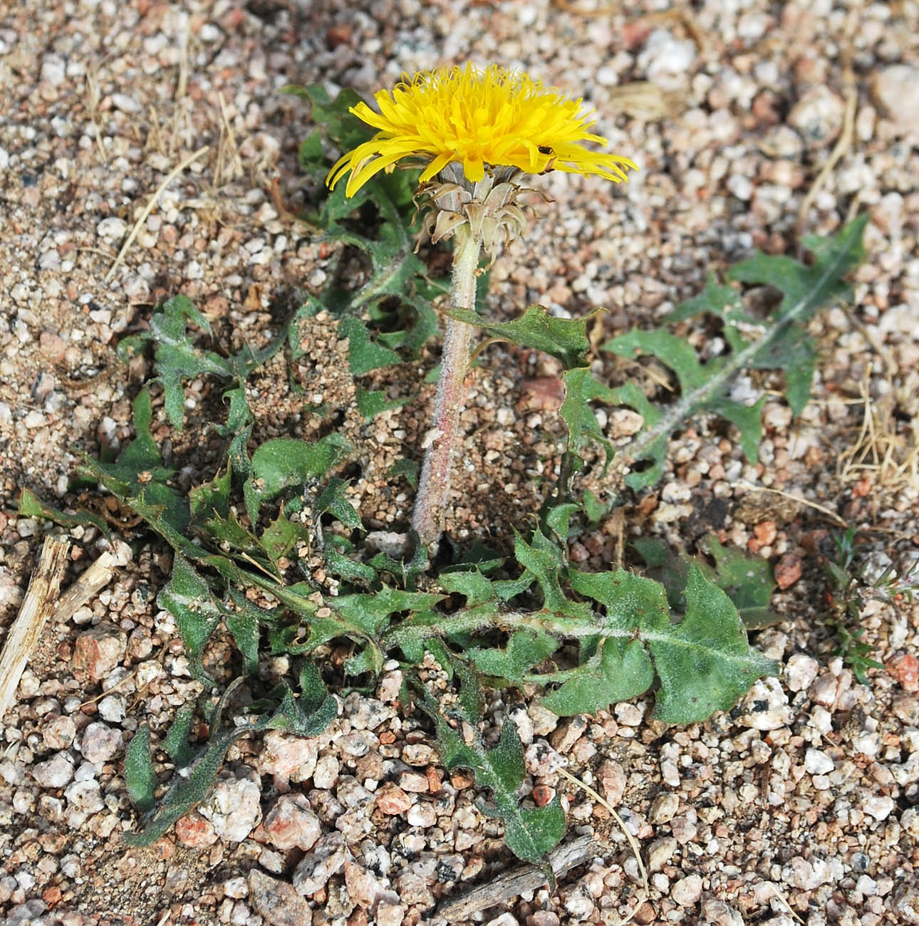 Image of Taraxacum turcomanicum specimen.