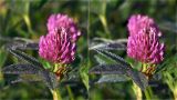 Trifolium medium