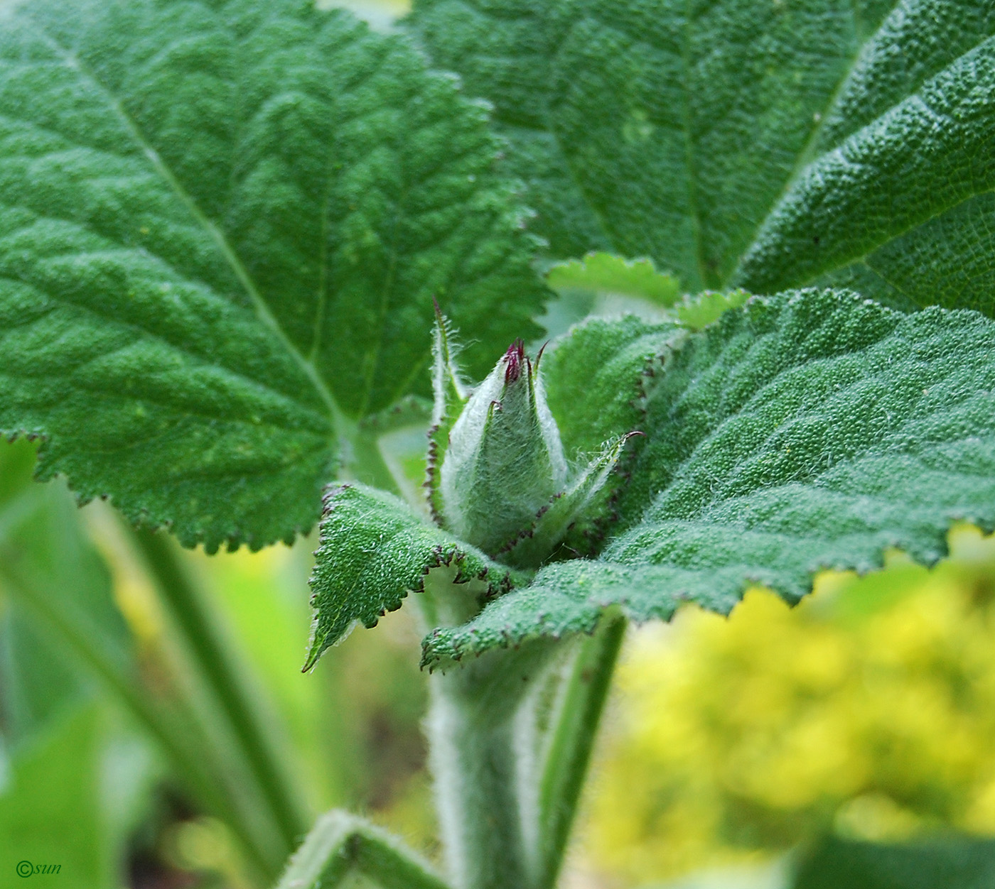 Изображение особи Salvia sclarea.