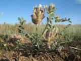 Astragalus chaetodon. Цветущее растение. Казахстан, Южное Прибалхашье, южная кромка пустыни Таукум. 24 мая 2017 г.