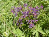 Lathyrus vernus