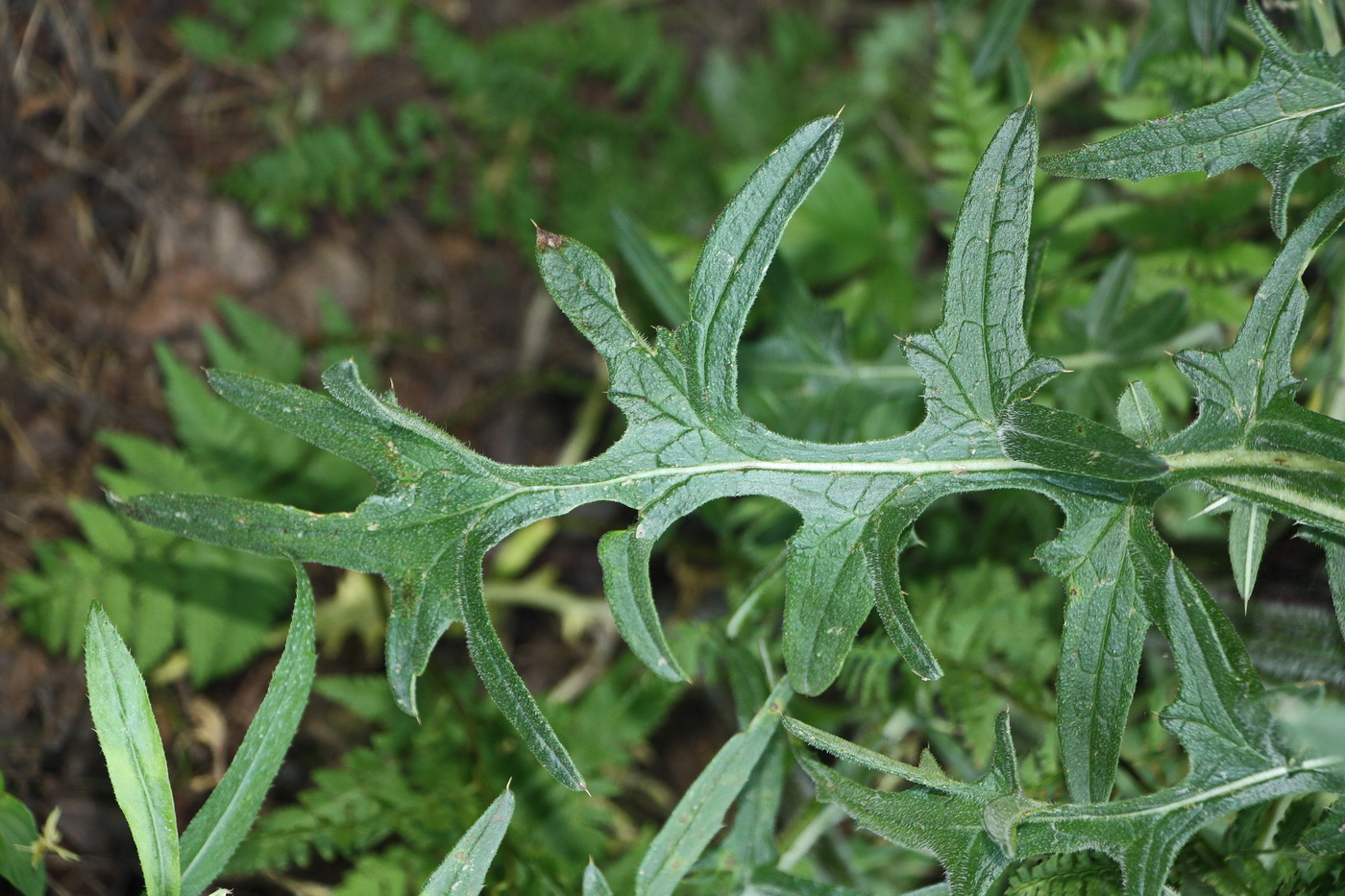 Image of Cirsium vulgare specimen.