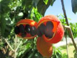 Sterculia quadrifida