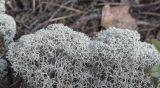 Cladonia stellaris