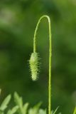 Papaver rhoeas