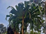 Pandanus dubius. Верхушка ствола с розеткой листьев. Малайзия, о-в Калимантан, национальный парк Бако, песчаный пляж у подножия прибрежных скал. 09.05.2017.