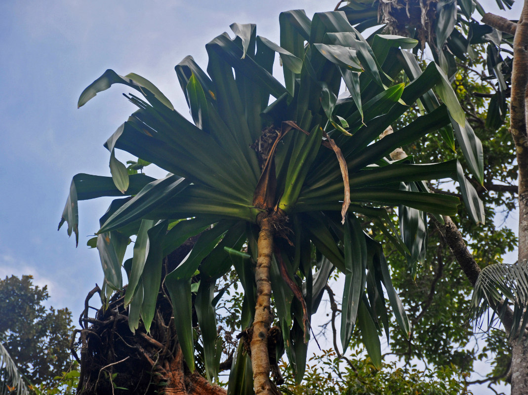 Изображение особи Pandanus dubius.