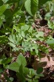 Corydalis solida. Плодоносящее растение. Ленинградская обл., Ломоносовский р-н, дер. Гостилицы, парк, лужайка на склоне долины на опушке. 20.05.2018.