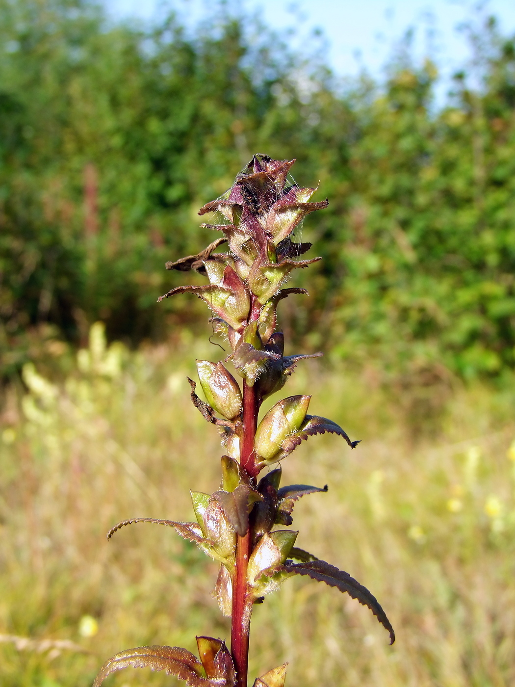 Изображение особи Pedicularis resupinata.