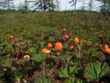 Rubus chamaemorus. Верхушки плодоносящих растений. Магаданская обл., Ольский р-н, окр. пгт Ола, заболоченный редкостойный лиственичник. 12.08.2018.