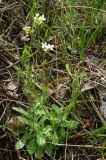 Arabis tianschanica