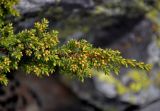 Juniperus sibirica. Верхушка побега с микростробилами. Алтай, Катунский хребет, берег оз. Поперечное, ≈ 1800 м н.у.м., каменистая осыпь. 02.07.2018.