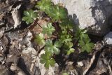 Geranium lucidum