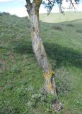 Pyrus salicifolia. Ствол старого деревца. Дагестан, окр. с. Талги, склон горы. 22.04.2019.