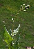 Senecio franchetii. Верхушка расцветающего растения. Узбекистан, Сурхандарьинская обл., окр. г. Байсун, Байсунтау, горы Саукбулак. 20.04.2019.