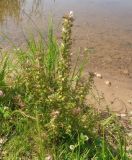 Pedicularis palustris