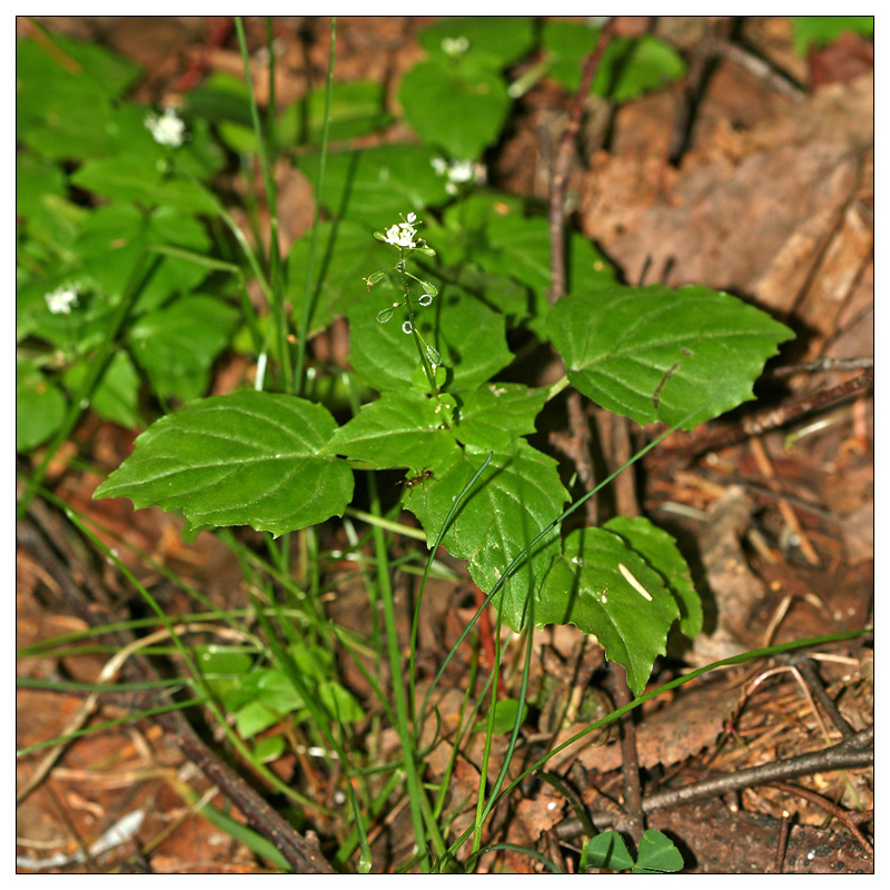 Изображение особи Circaea alpina.