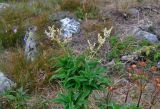 Aconogonon alpinum. Верхушка цветущего растения (справа видны верхушки плодоносящих Anemonastrum biarmiense). Челябинская обл., Катав-Ивановский р-н, хребет Зигальга, ≈ 1300 м н.у.м., луговина среди камней. 20.07.2020.