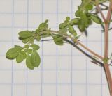 Pilea microphylla