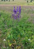 Aconitum leucostomum. Цветущее растение на лугу. Республика Алтай, Онгудайский р-н, пер. Семинский. 31.07.2010.