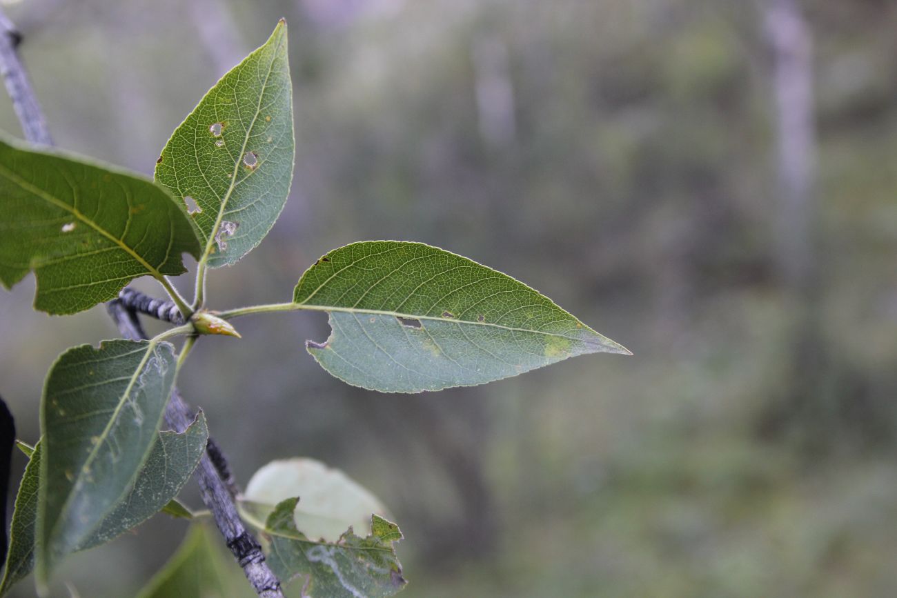 Изображение особи Populus laurifolia.