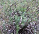 Pedicularis rubens