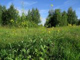 Brassica campestris