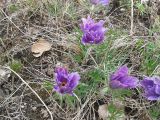 Pulsatilla archarensis