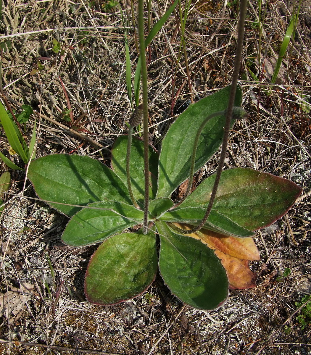 Изображение особи Plantago media.