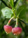 Vaccinium myrtillus