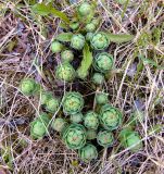 Rhodiola rosea