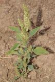 Amaranthus retroflexus