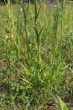 Campanula persicifolia