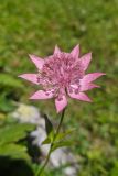 Astrantia maxima. Соцветие. Карачаево-Черкесия, Карачаевский р-н, Большой Кавказ, правый борт долины р. Узункол, западный склон горы Чатбаши немногим выше альплагеря \"Узункол\", ≈ 2060 м н.у.м., луг. 26.07.2023.