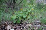 Cercis siliquastrum. Подрост. Краснодарский край, м/о город-курорт Геленджик, окр. с. Кабардинка, обочина недавно построенной автодороги, под старым деревом. 13.04.2024.