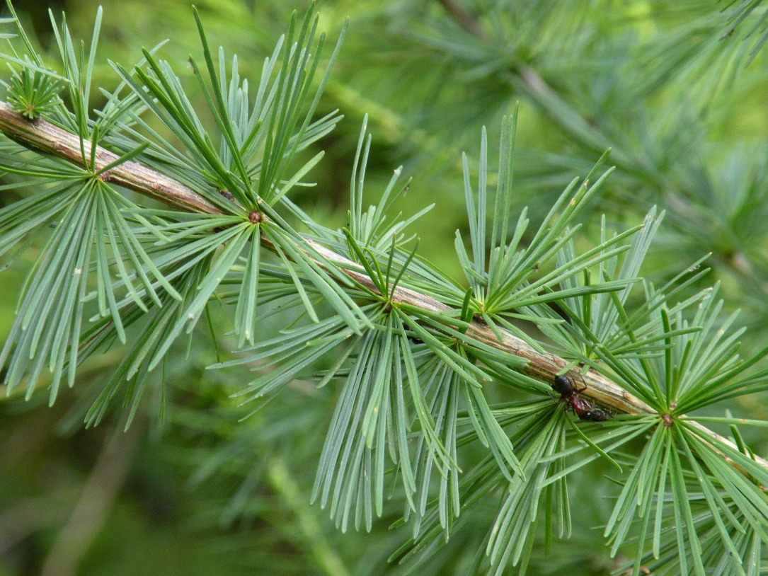 Изображение особи Larix decidua.