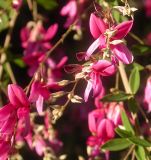 Lespedeza thunbergii